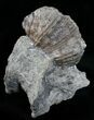 Platystrophia Brachiopod Fossil From Kentucky #6645-1